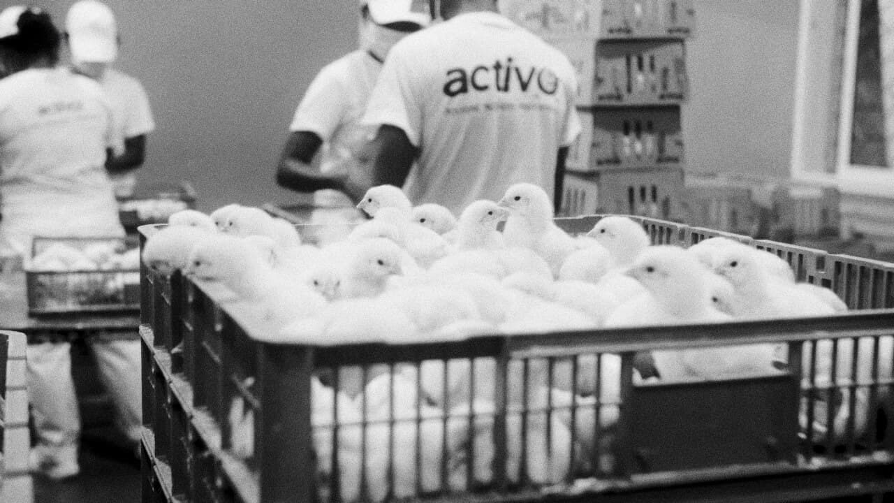 Santé & nutrition animale